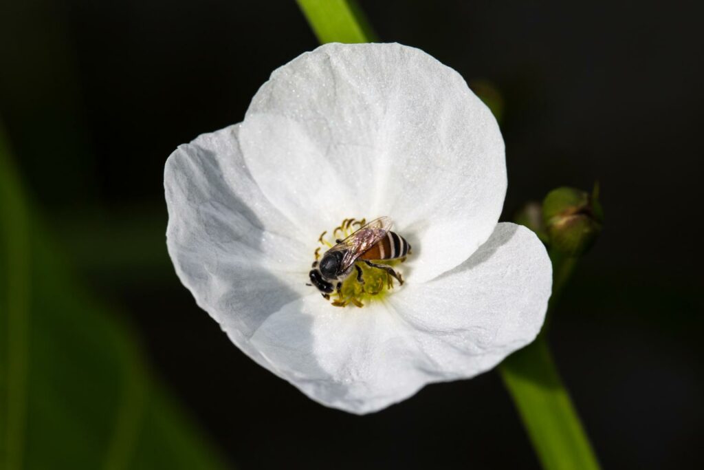 Comment récolter et conserver ses graines ? 1 plantes autogames