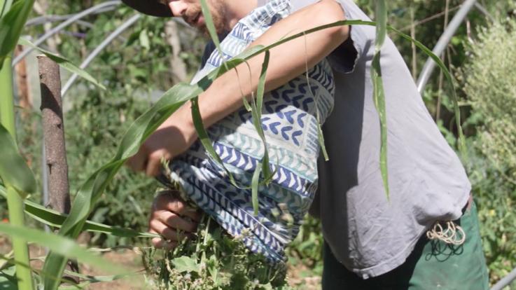 Comment récolter et conserver ses graines ? 8 taie d’oreiller sur le dessus de la plante