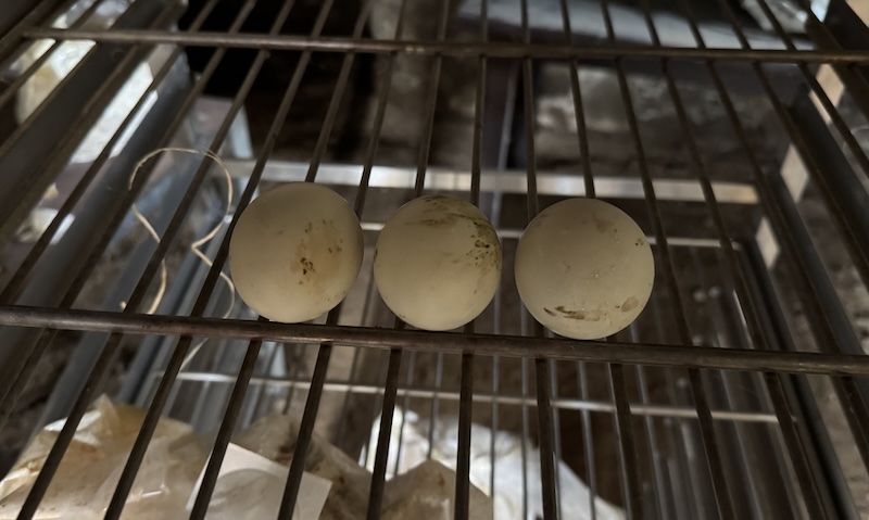 Faire éclore des oeufs en 11 étapes 4 image1 5