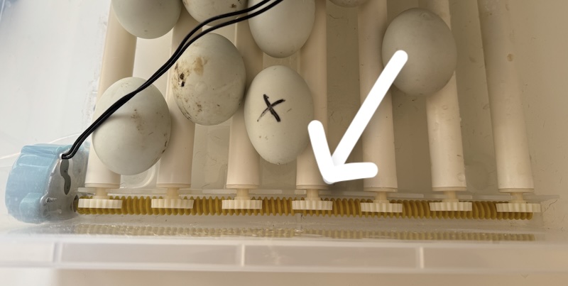 Faire éclore des oeufs en 11 étapes 6 image11 2