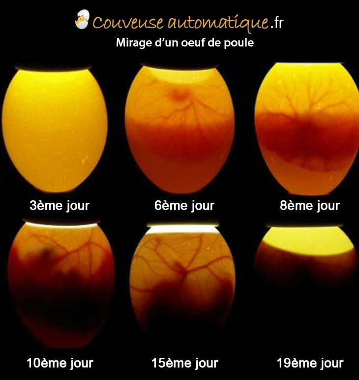 Faire éclore des oeufs en 11 étapes 8 image2 6