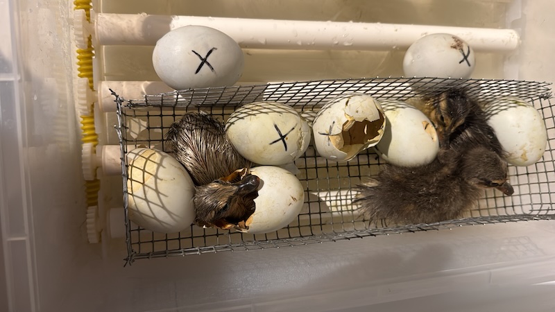 Faire éclore des oeufs en 11 étapes 11 image4 3