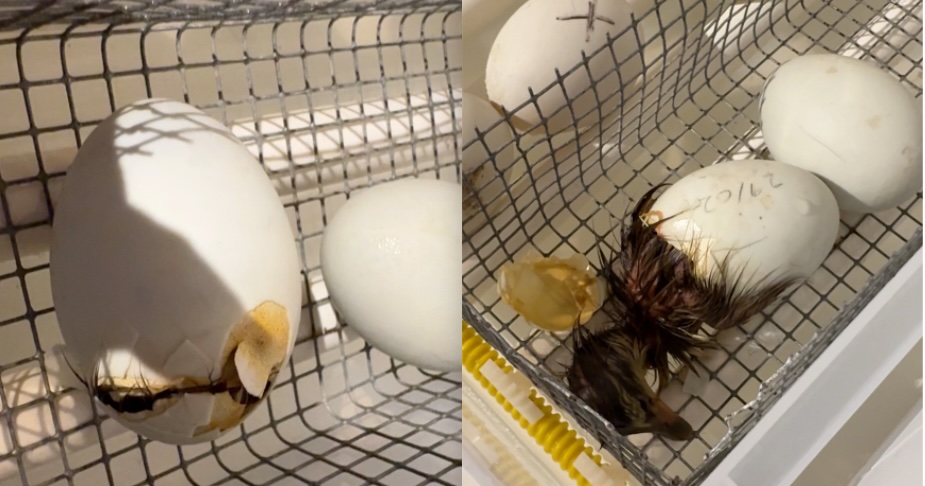 Faire éclore des oeufs en 11 étapes 10 image6 3