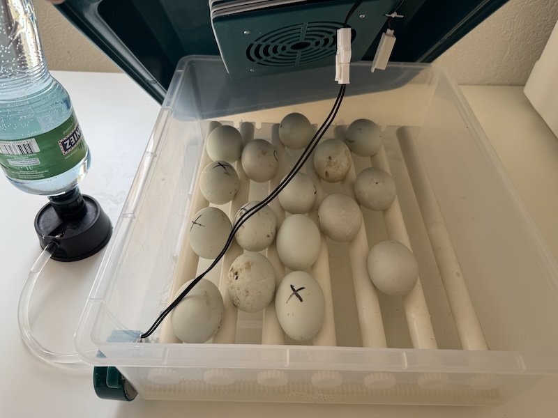Faire éclore des oeufs en 11 étapes 7 image7 2