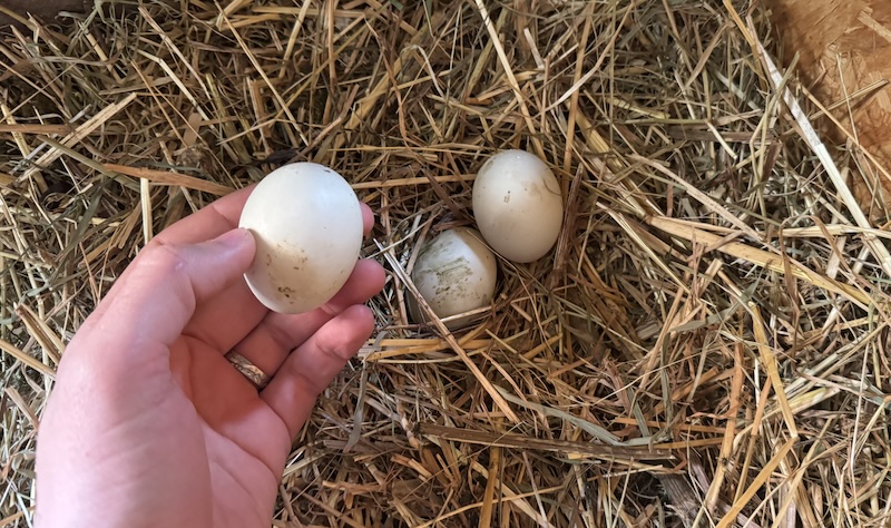 Faire éclore des oeufs en 11 étapes 3 image9 2